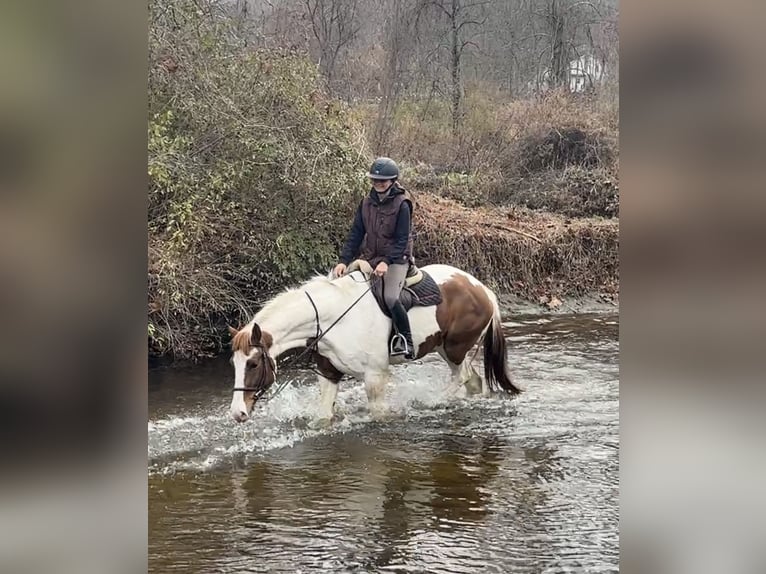 Meer warmbloeden Mix Ruin 6 Jaar 163 cm Gevlekt-paard in Granville