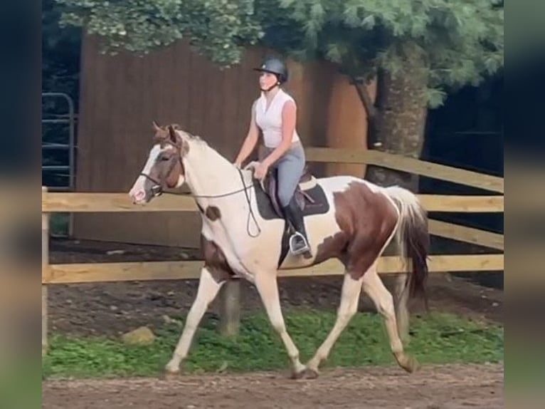 Meer warmbloeden Mix Ruin 6 Jaar 163 cm Gevlekt-paard in Granville