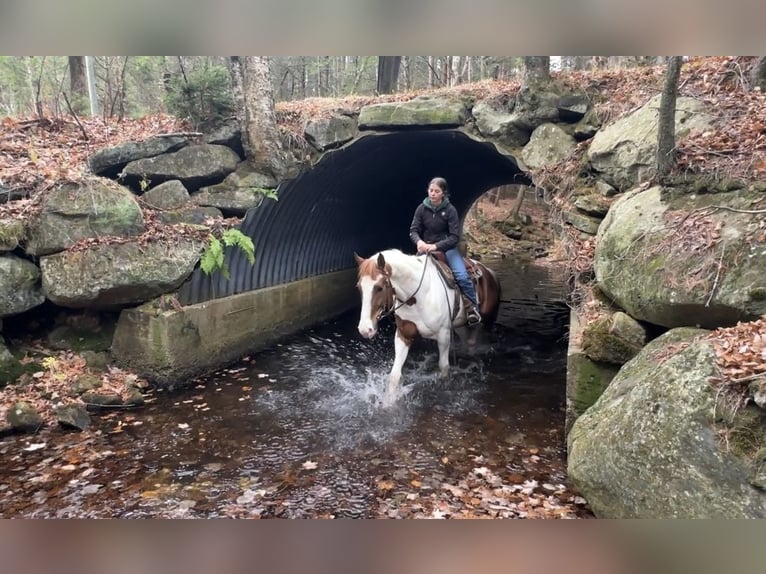 Meer warmbloeden Mix Ruin 6 Jaar 163 cm Gevlekt-paard in Granville