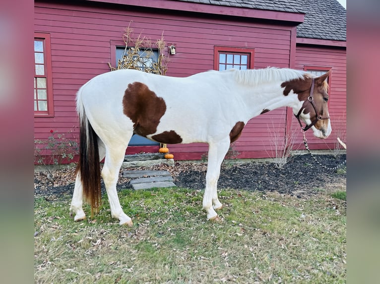 Meer warmbloeden Mix Ruin 6 Jaar 163 cm Gevlekt-paard in Granville