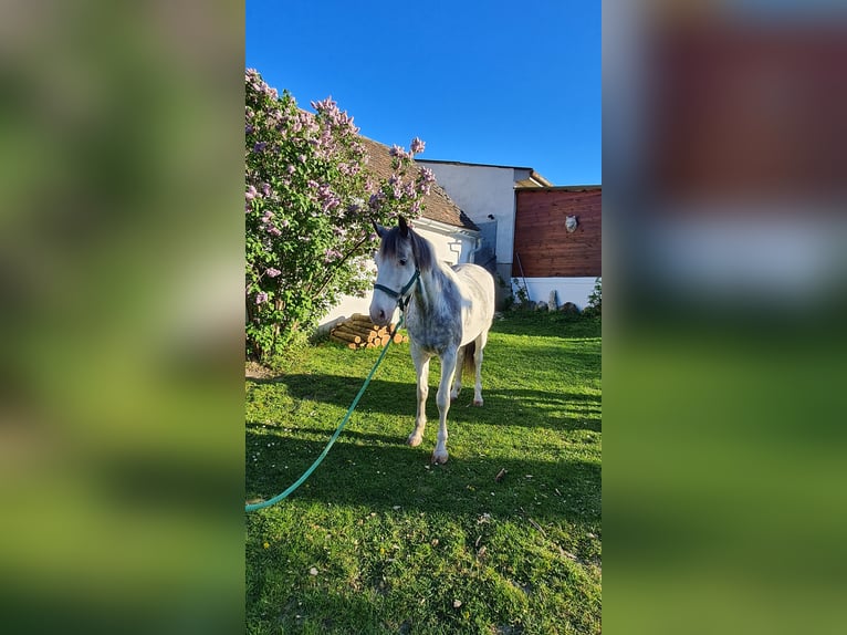 Meer warmbloeden Mix Ruin 6 Jaar 163 cm Overo-alle-kleuren in Palterndorf
