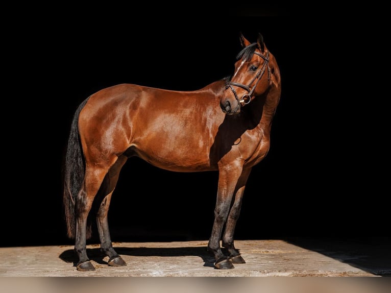 Meer warmbloeden Ruin 6 Jaar 164 cm Roodbruin in Vilnus