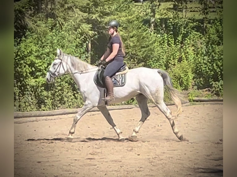 Meer warmbloeden Ruin 6 Jaar 164 cm Schimmel in Pelmberg