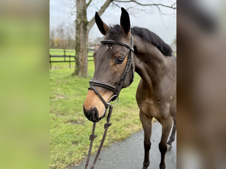 Meer warmbloeden Ruin 6 Jaar 165 cm Bruin in Altenberge
