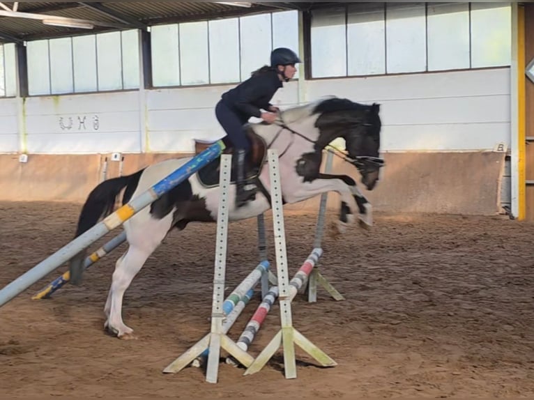 Meer warmbloeden Ruin 6 Jaar 165 cm Gevlekt-paard in Braunschweig
