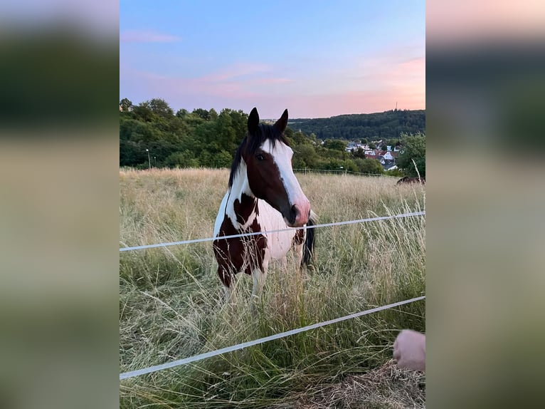 Meer warmbloeden Mix Ruin 6 Jaar 165 cm Gevlekt-paard in Ruhmannsfelden