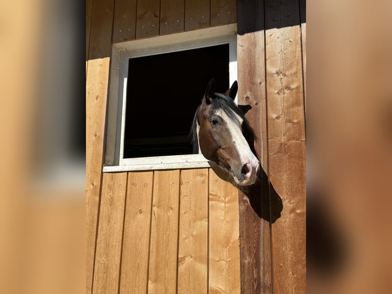 Meer warmbloeden Mix Ruin 6 Jaar 165 cm Gevlekt-paard in Ruhmannsfelden