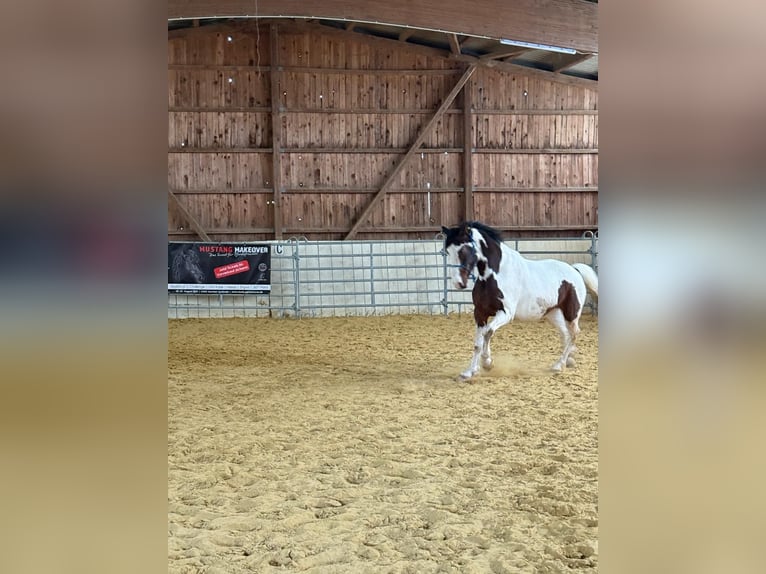 Meer warmbloeden Mix Ruin 6 Jaar 165 cm Gevlekt-paard in Ruhmannsfelden