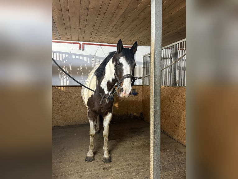 Meer warmbloeden Mix Ruin 6 Jaar 165 cm Gevlekt-paard in Ruhmannsfelden