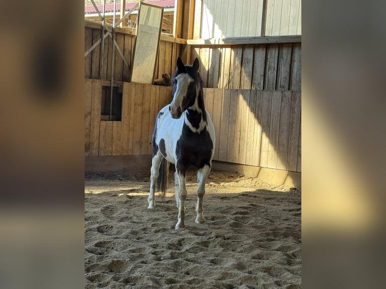 Meer warmbloeden Mix Ruin 6 Jaar 165 cm Gevlekt-paard in Ruhmannsfelden