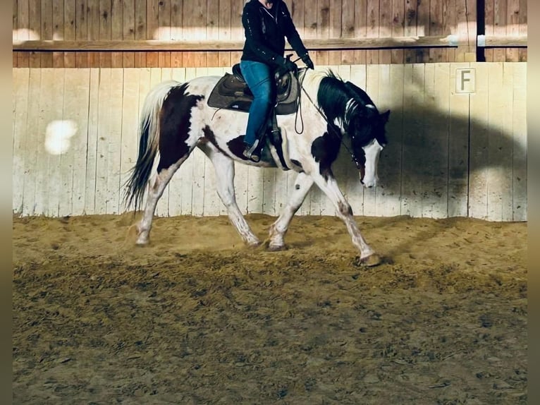 Meer warmbloeden Mix Ruin 6 Jaar 165 cm Gevlekt-paard in Ruhmannsfelden