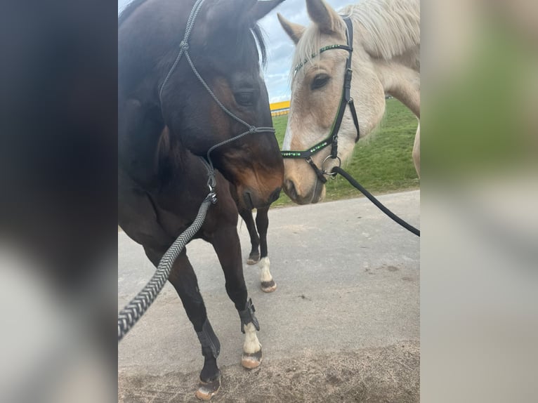 Meer warmbloeden Ruin 6 Jaar 165 cm Palomino in Obertshausen