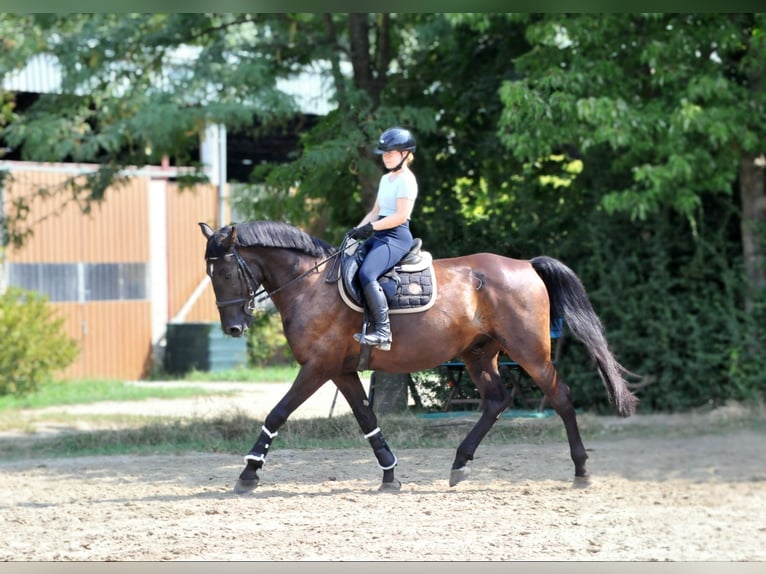 Meer warmbloeden Ruin 6 Jaar 166 cm Donkerbruin in Schattendorf