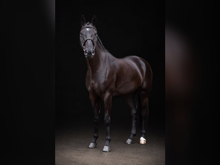 Meer warmbloeden Ruin 6 Jaar 166 cm Zwart in Zülpich