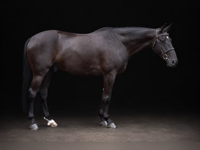Meer warmbloeden Ruin 6 Jaar 166 cm Zwart in Zülpich