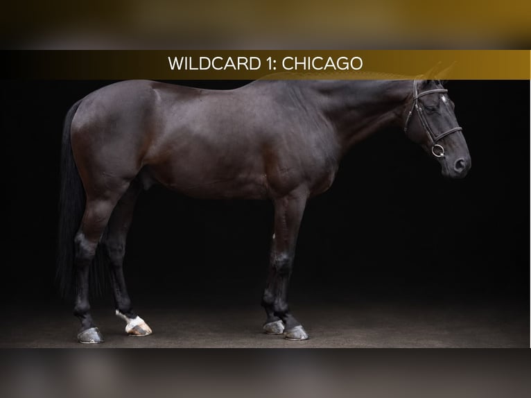 Meer warmbloeden Ruin 6 Jaar 166 cm Zwart in Zülpich
