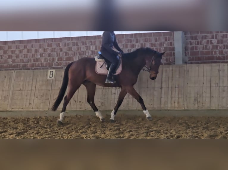 Meer warmbloeden Ruin 6 Jaar 167 cm Bruin in Wachtendonk