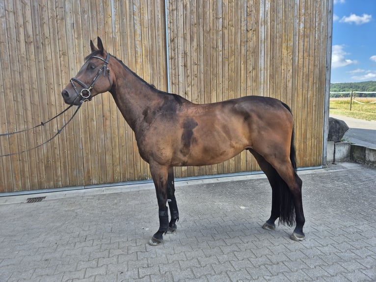Meer warmbloeden Ruin 6 Jaar 168 cm Bruin in Mühlacker