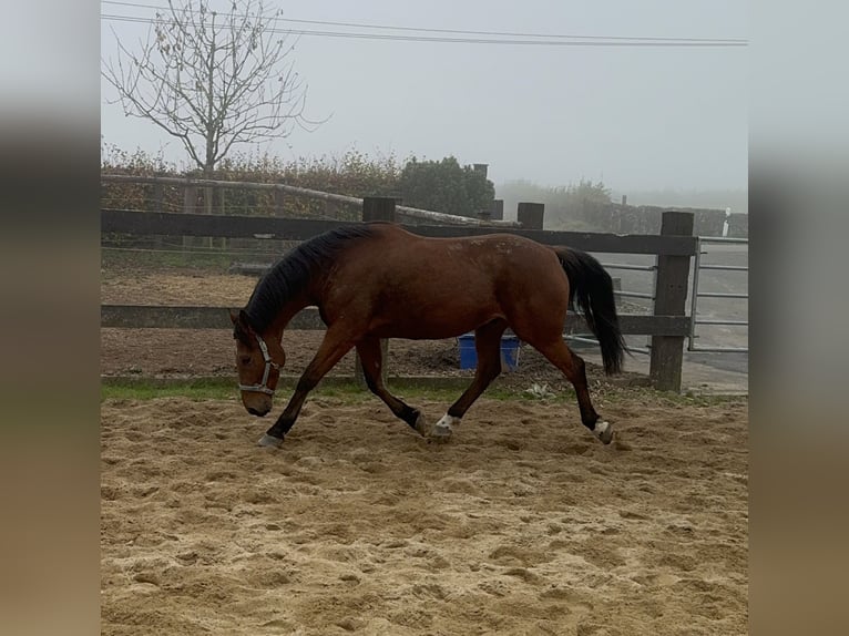 Meer warmbloeden Ruin 6 Jaar 168 cm Bruin in Daleiden