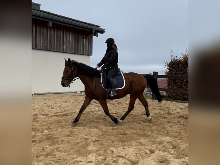 Meer warmbloeden Ruin 6 Jaar 168 cm Bruin in Daleiden