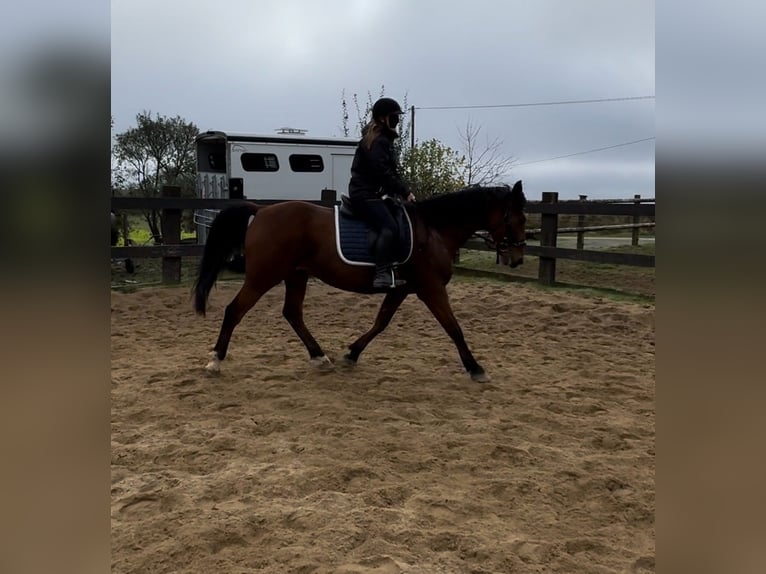 Meer warmbloeden Ruin 6 Jaar 168 cm Bruin in Daleiden