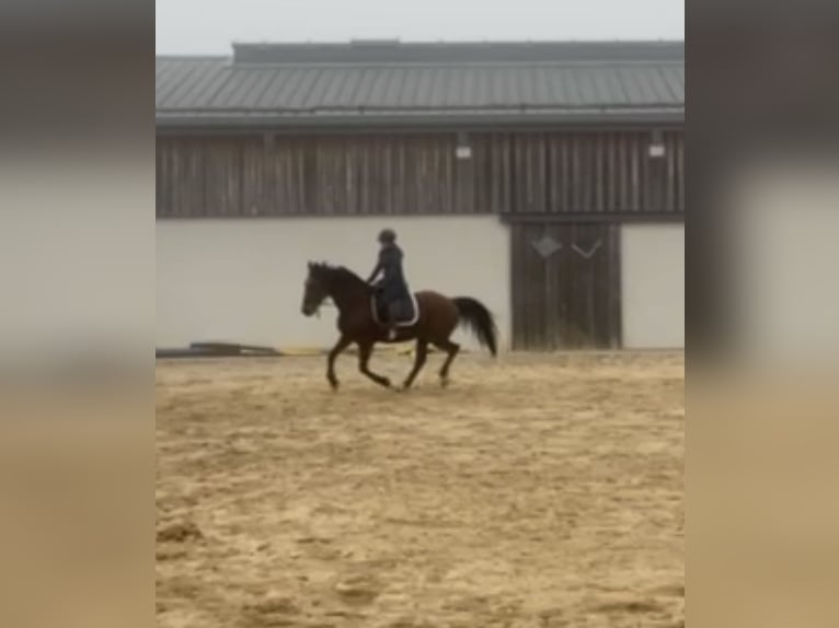 Meer warmbloeden Ruin 6 Jaar 168 cm Bruin in Daleiden