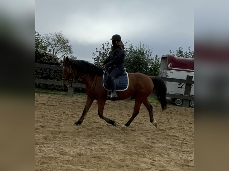 Meer warmbloeden Ruin 6 Jaar 168 cm Bruin in Daleiden