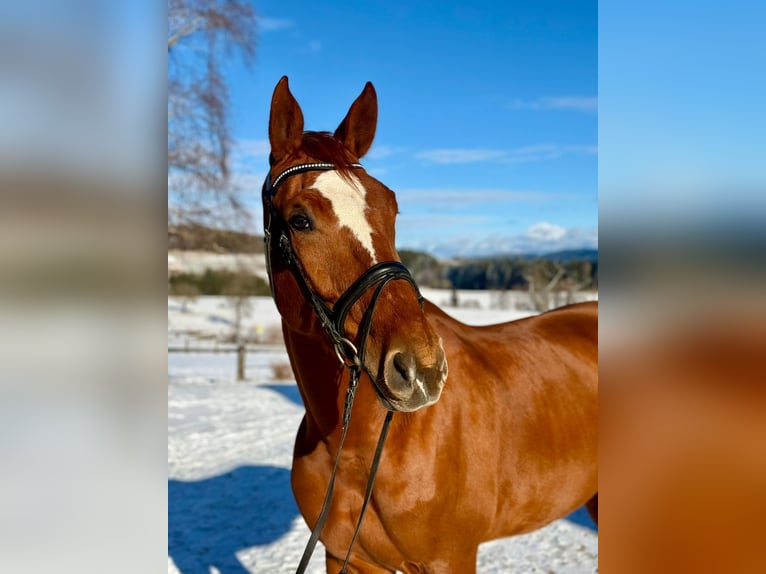 Meer warmbloeden Ruin 6 Jaar 168 cm Vos in Pelmberg