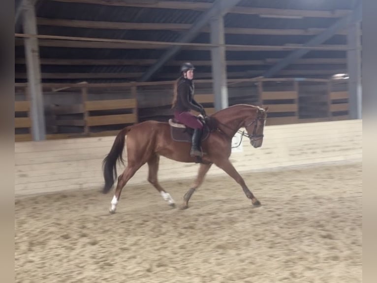 Meer warmbloeden Ruin 6 Jaar 168 cm Vos in Pelmberg