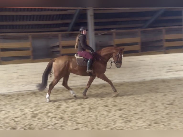 Meer warmbloeden Ruin 6 Jaar 168 cm Vos in Pelmberg