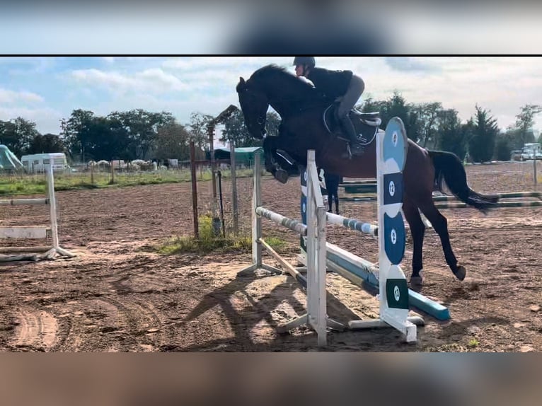 Meer warmbloeden Ruin 6 Jaar 170 cm Bruin in Weiterstadt