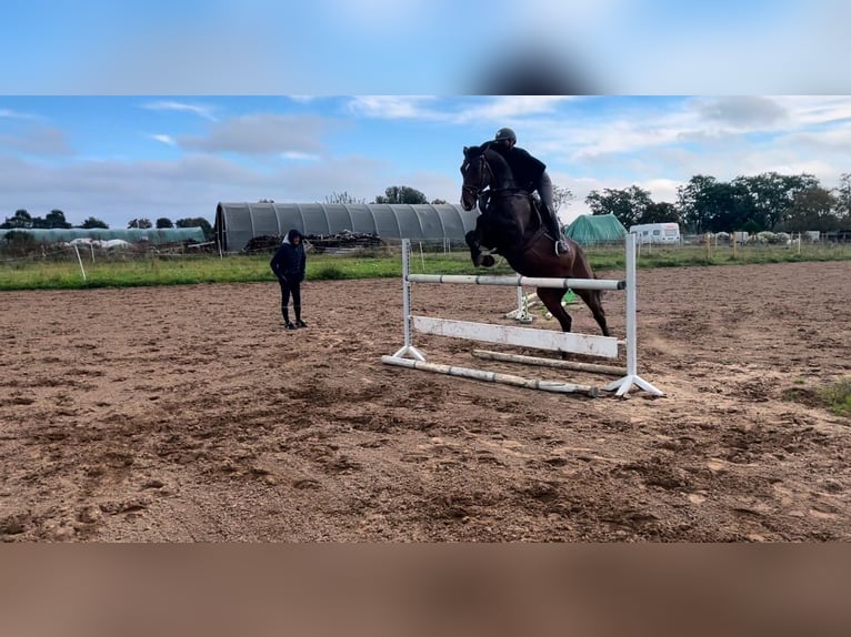 Meer warmbloeden Ruin 6 Jaar 170 cm Bruin in Weiterstadt