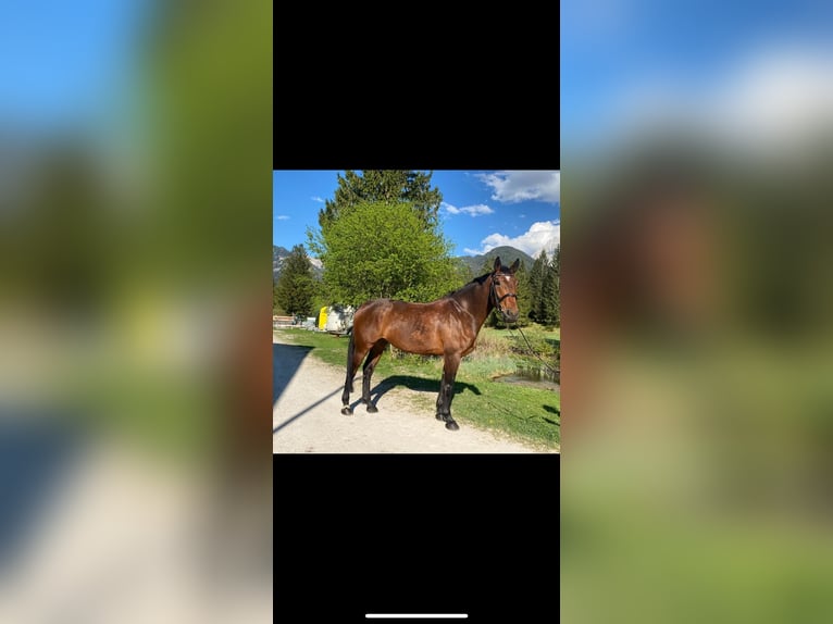 Meer warmbloeden Mix Ruin 6 Jaar 170 cm Bruin in Brunnthal