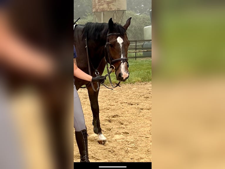 Meer warmbloeden Ruin 6 Jaar 170 cm Donkerbruin in Vettweiß