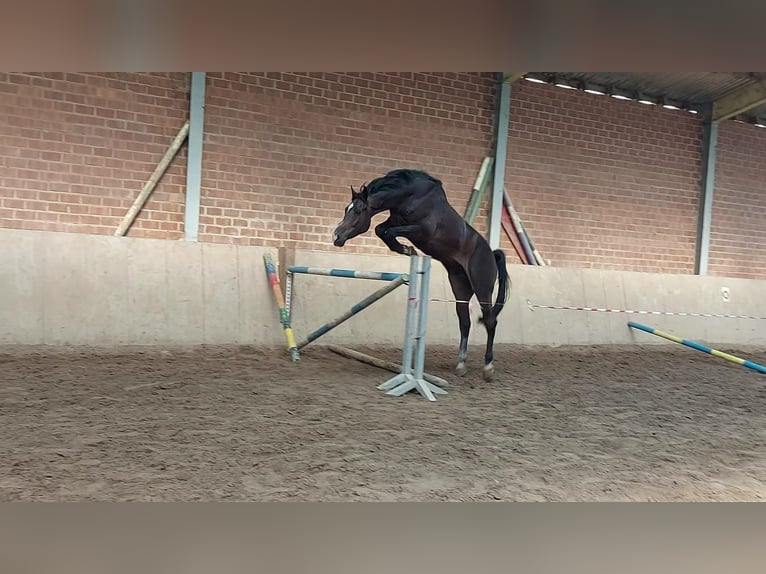 Meer warmbloeden Ruin 6 Jaar 170 cm Donkerbruin in Vettweiß