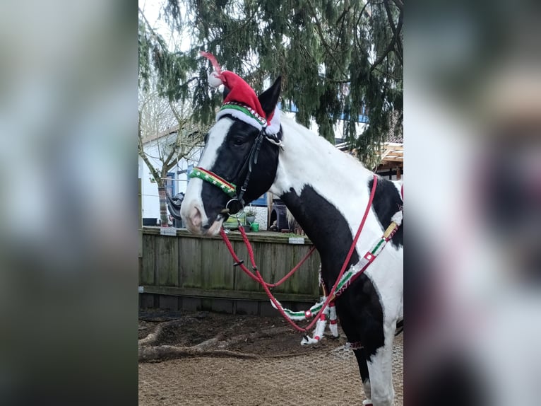 Meer warmbloeden Ruin 6 Jaar 170 cm Gevlekt-paard in Rinteln