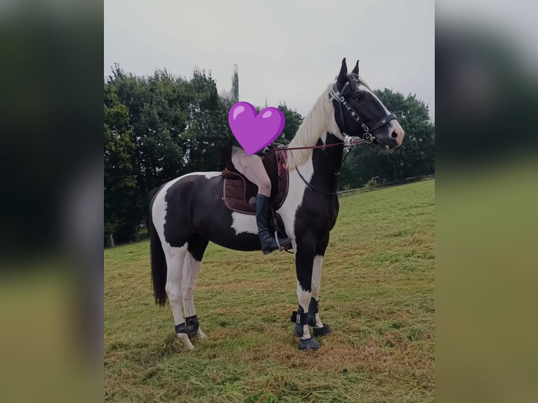 Meer warmbloeden Ruin 6 Jaar 170 cm Gevlekt-paard in Rinteln