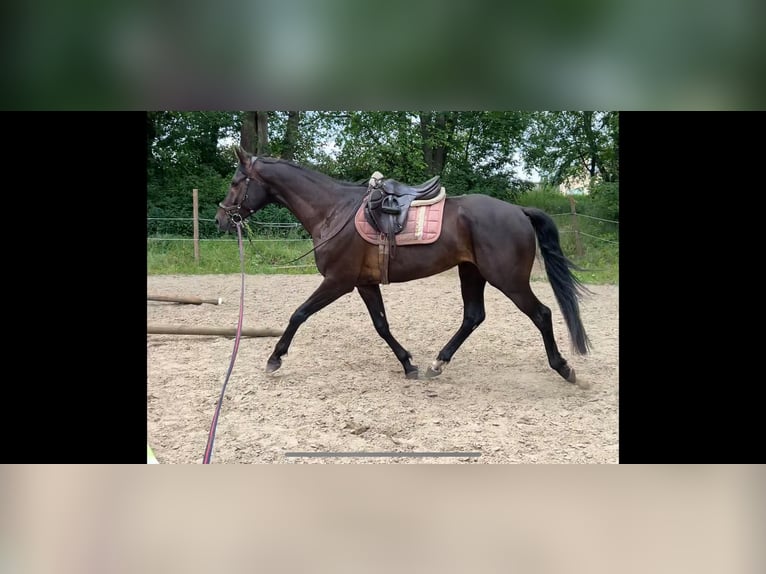 Meer warmbloeden Ruin 6 Jaar 170 cm Zwart in Uckerfelde