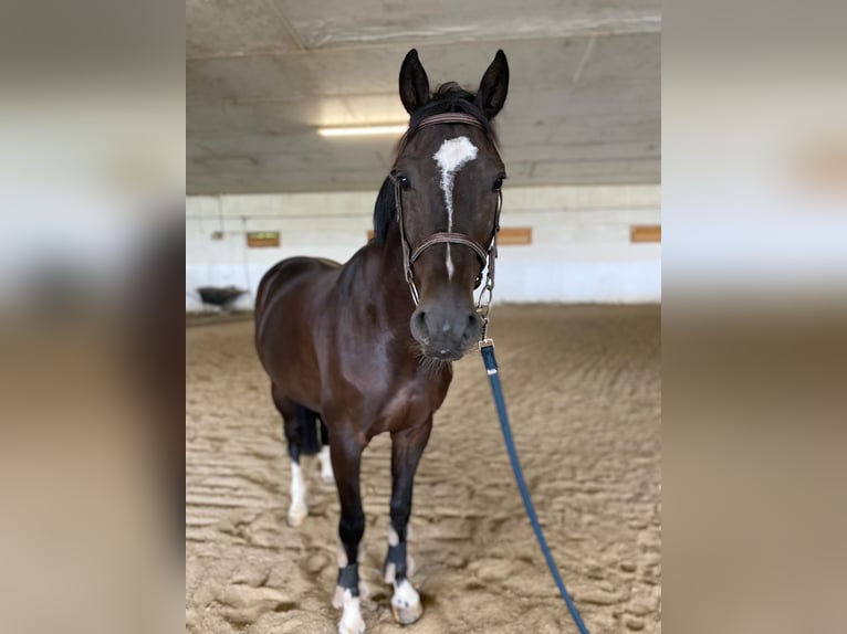 Meer warmbloeden Ruin 6 Jaar 170 cm Zwart in Eggelsberg