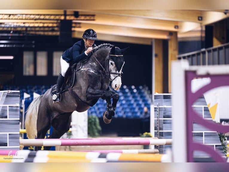 Meer warmbloeden Ruin 6 Jaar 173 cm Schimmel in Muurame