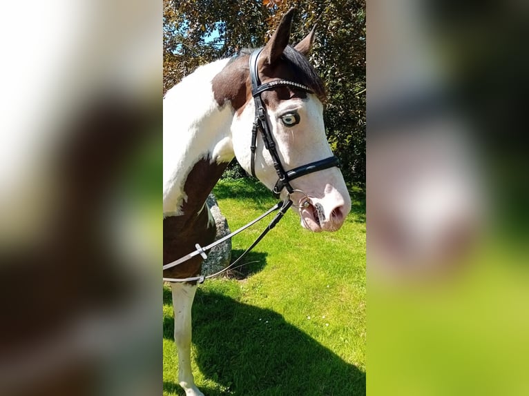 Meer warmbloeden Ruin 6 Jaar 175 cm Gevlekt-paard in Kunow