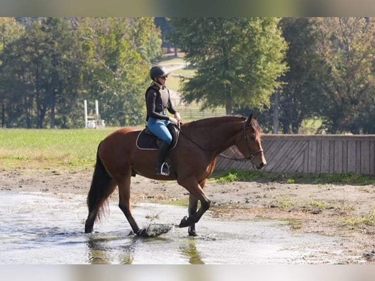 Meer warmbloeden Mix Ruin 6 Jaar 175 cm Roodbruin in Clover