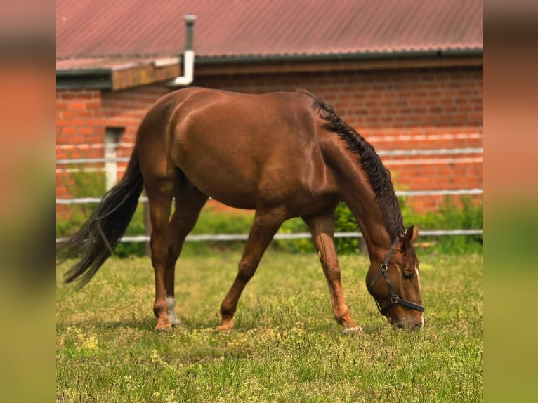 Meer warmbloeden Ruin 6 Jaar 178 cm Donkere-vos in Werpeloh