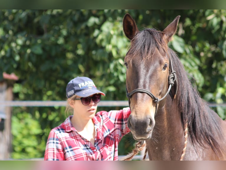 Meer warmbloeden Mix Ruin 6 Jaar Bruin in Châtenois