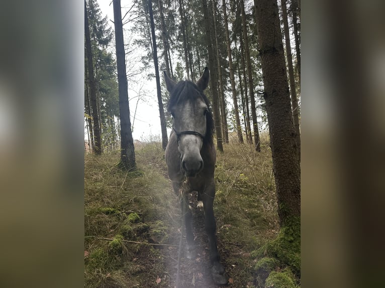 Meer warmbloeden Ruin 7 Jaar 155 cm Appelschimmel in Rain