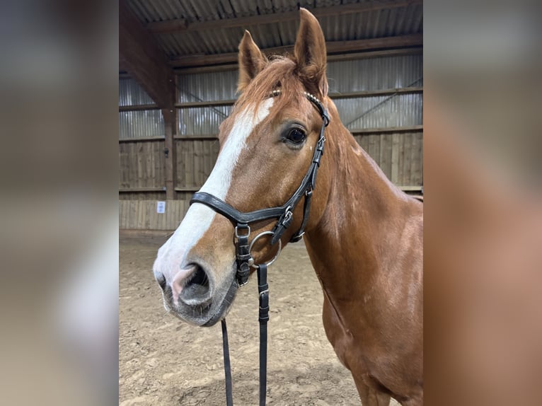 Meer warmbloeden Ruin 7 Jaar 155 cm Vos in Herford