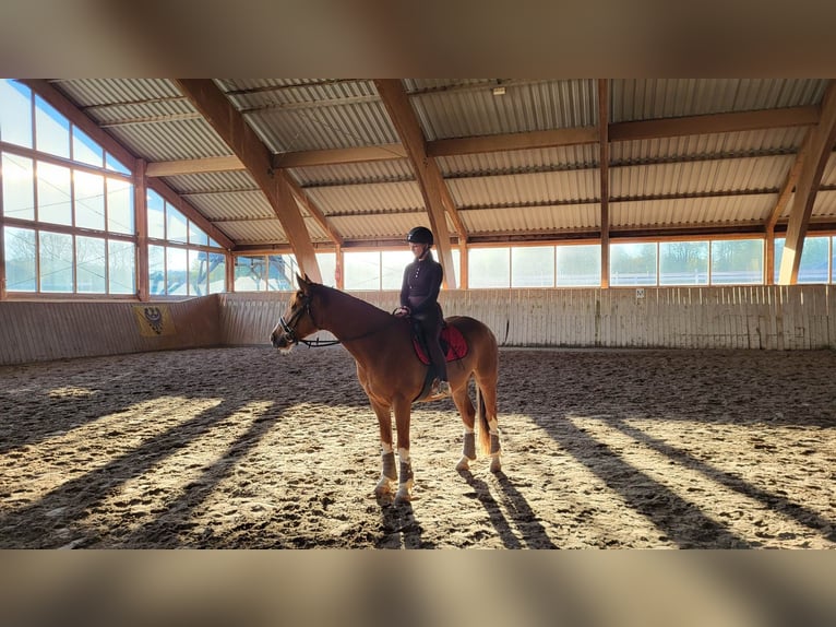 Meer warmbloeden Mix Ruin 7 Jaar 155 cm Vos in Jelenia Góra