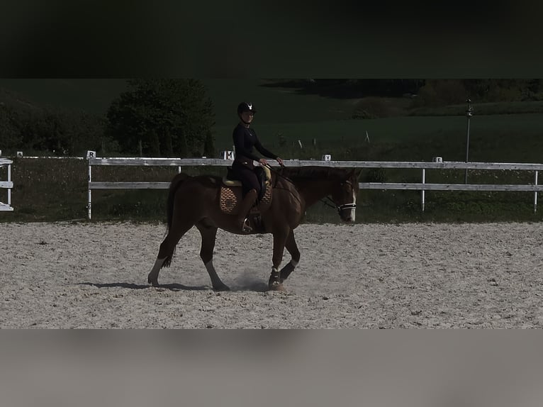 Meer warmbloeden Mix Ruin 7 Jaar 155 cm Vos in Jelenia Góra