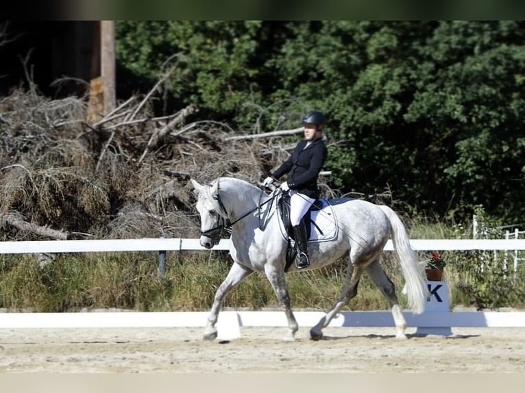 Meer warmbloeden Ruin 7 Jaar 157 cm Appelschimmel in Klam