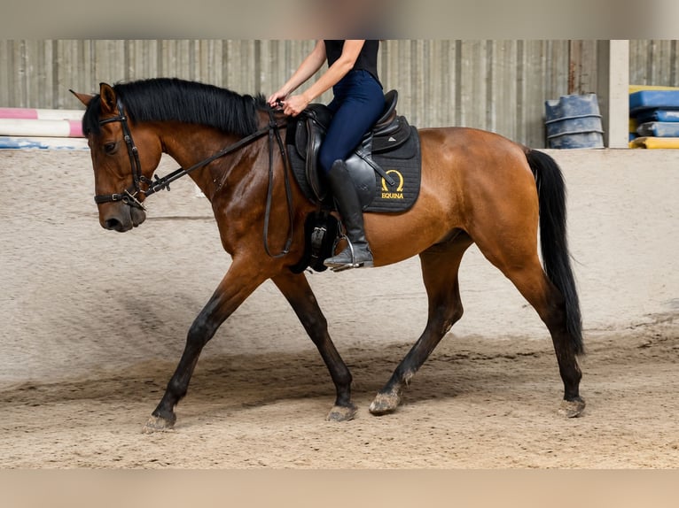 Meer warmbloeden Ruin 7 Jaar 160 cm Bruin in Würzburg